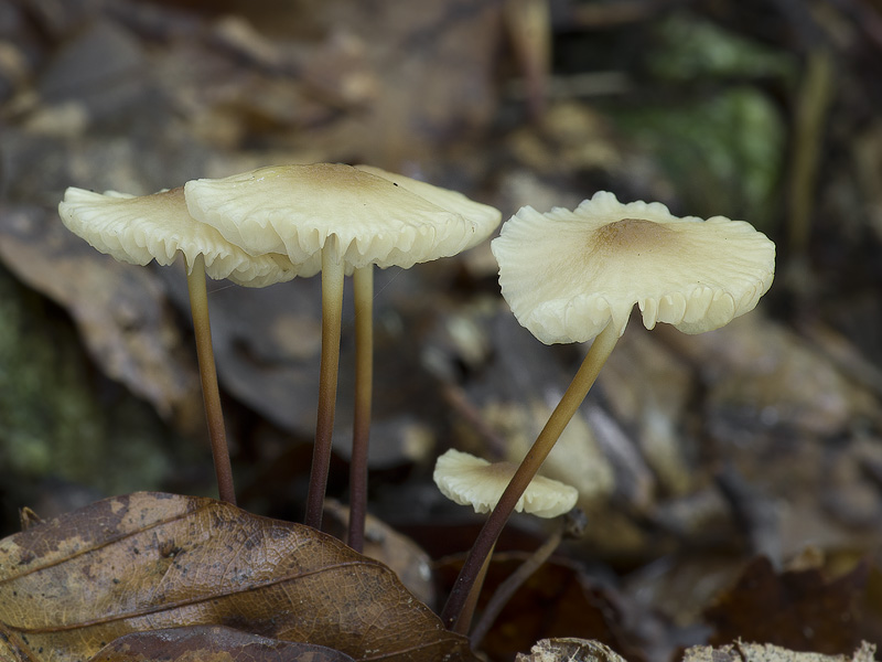 Marasmius torquescens